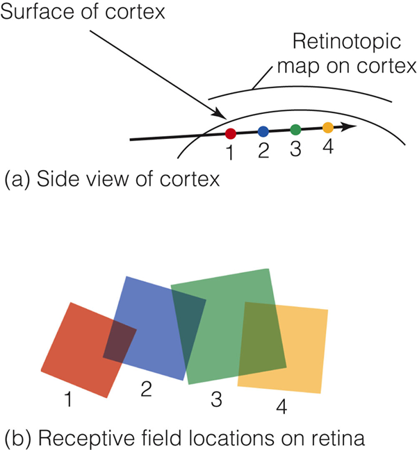 Image:04Maps in Striate Cortex.png