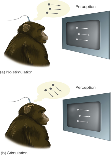 Image:08microstimulation in MT.png