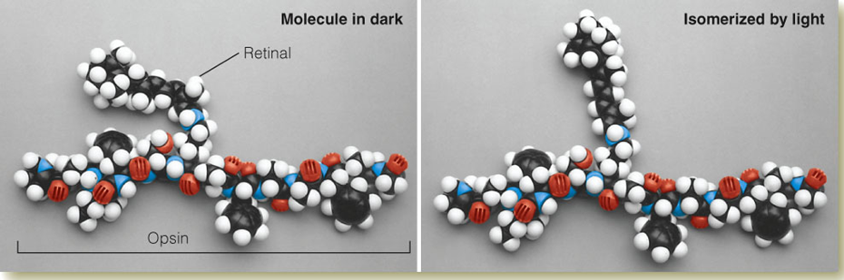 Image:02opsin.png