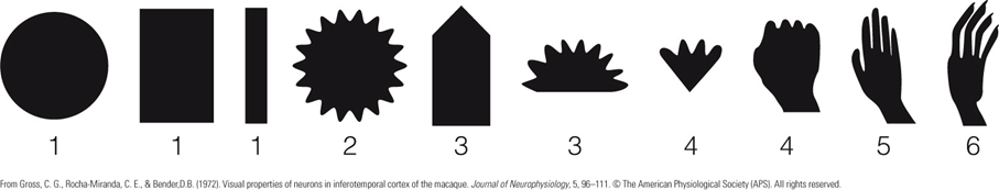 Image:03Higher-level neuron.png