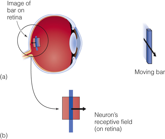 Image:08medial temporal cortex.png