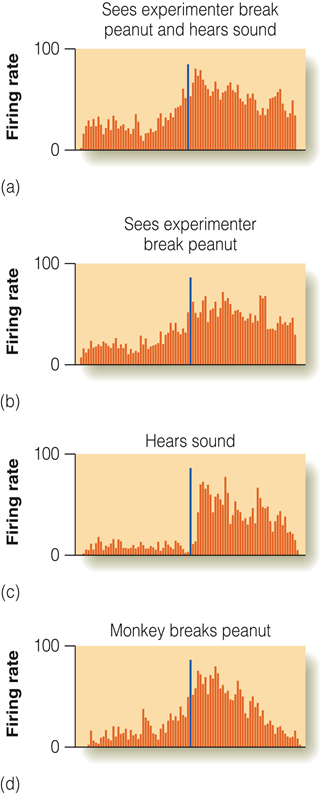 Image:07Audiovisual mirror neurons.png