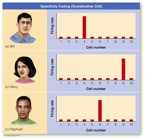 Image:03Specificity coding.png