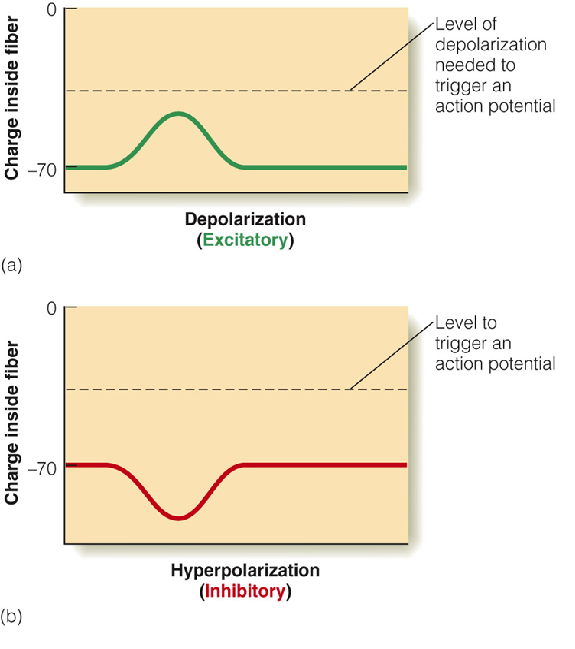 Image:02nerves8.png