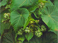 Image:植物03.jpg