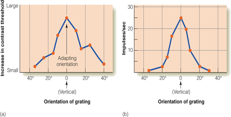 Image:03Selective adaptation2.png