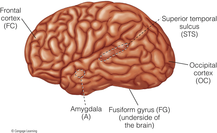 Image:05face in brain.png