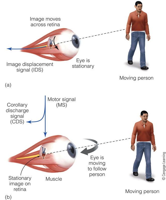 Image:08Corollary Discharge Theory.png