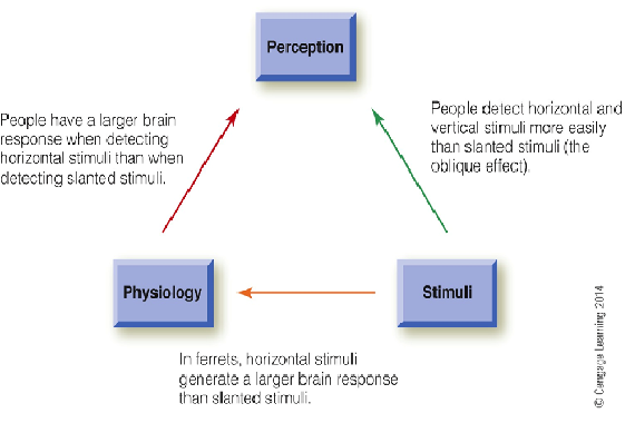 Image:01perception&physioloy%stimuli.png