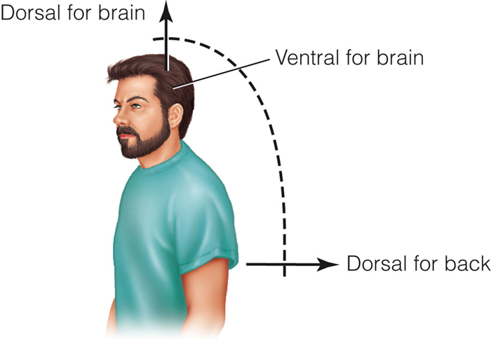 Image:04dorsal & ventral.png