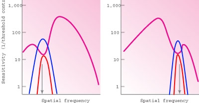 Image:Selective adaptation 2.jpg