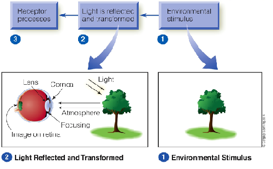 Image:01perception process2.png