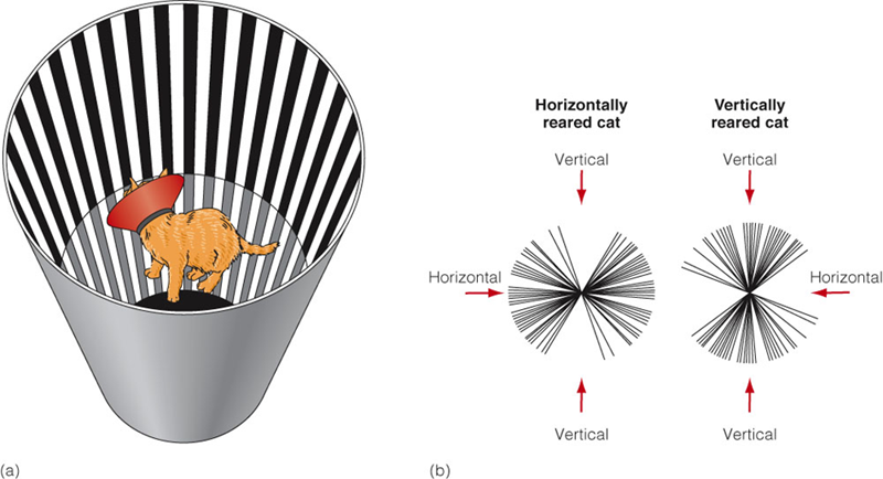 Image:03Selective Rearing.png