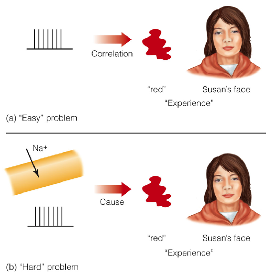 Image:02neural correlate of consciousness (NCC).png