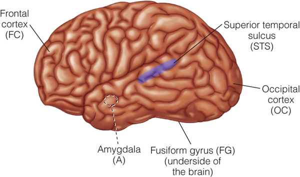 Image:05Sensory coding.png