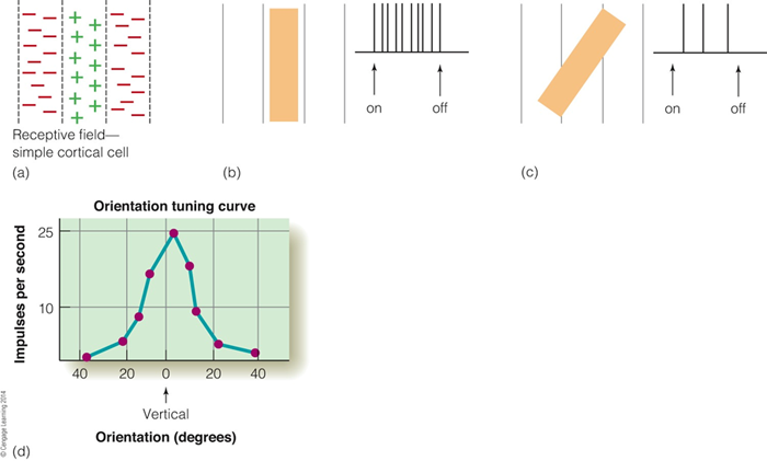 Image:03Receptive Fields.png