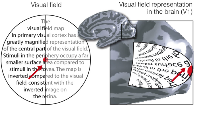 Image:04Cortical magnification.png