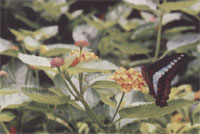 Image:植物08.jpg