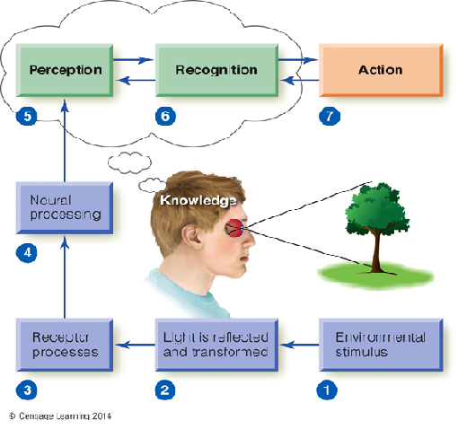 Image:01perception process.png