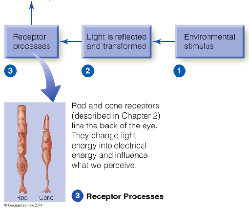 Image:01receptor processes.png