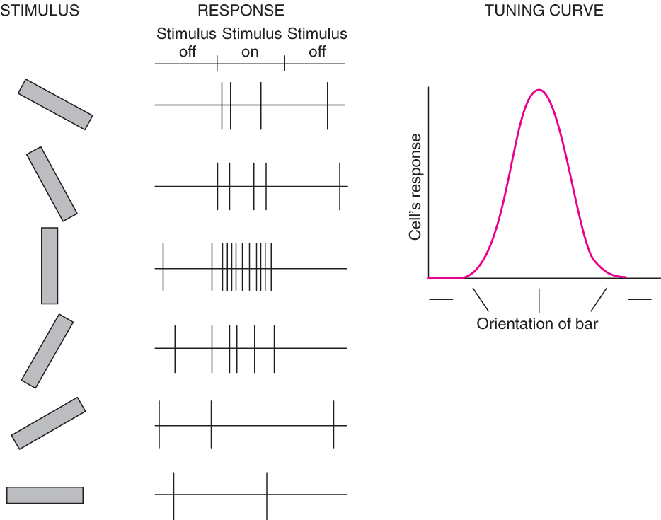 Image:singlecell.jpg