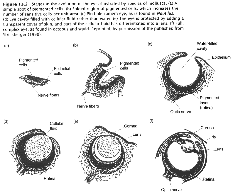 Image:EvolutionEYE.gif