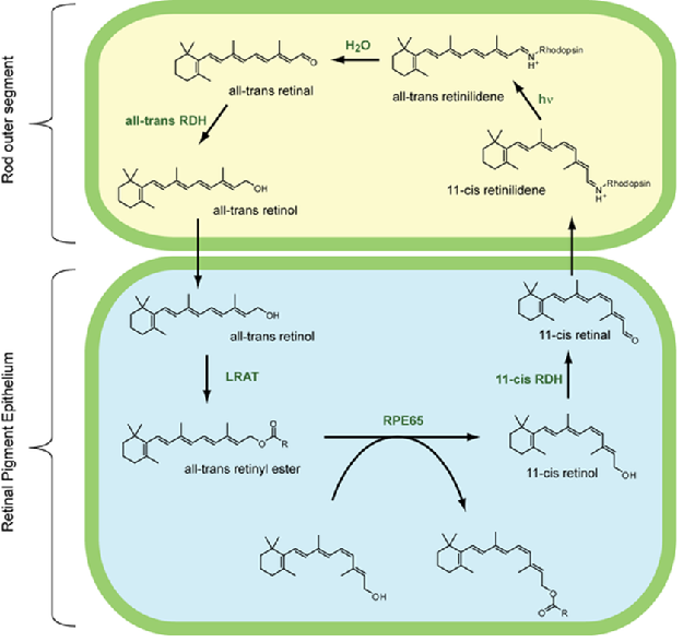 Image:02visual pigment regeneration2.png