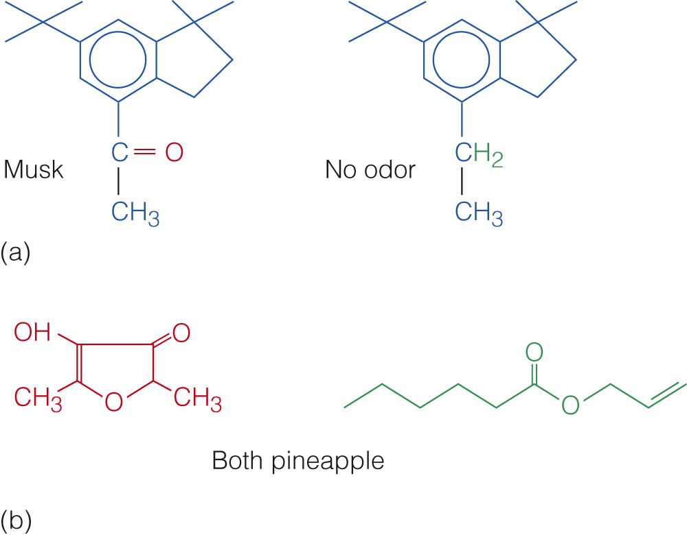 Image:Chemical Senses6.jpg