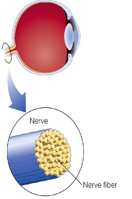 Image:02nerves.png