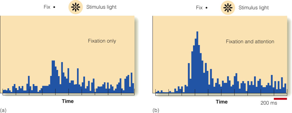 Image:06Physiology of Attention.png