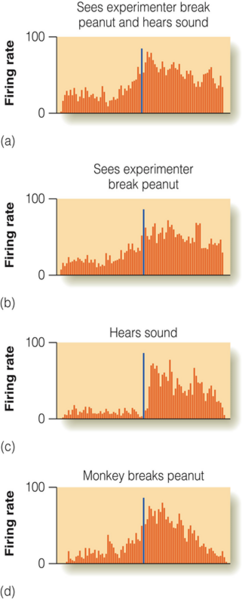 Image:07Audiovisual mirror neurons.png