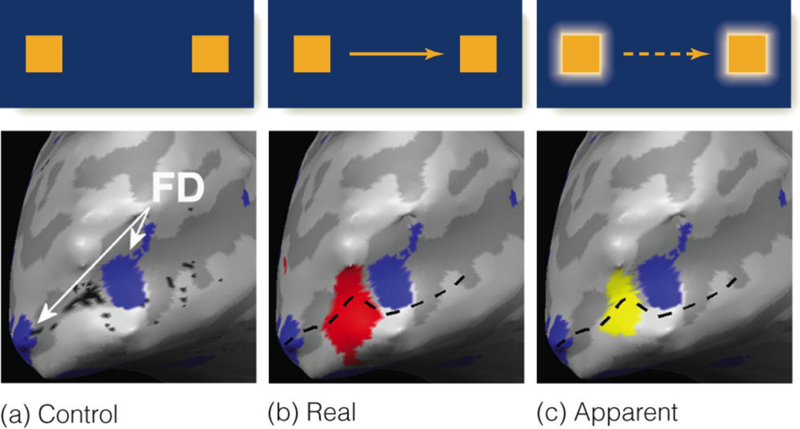 Image:08Apparent motion in brain.png