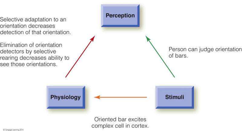 Image:03Receptive Field4.png