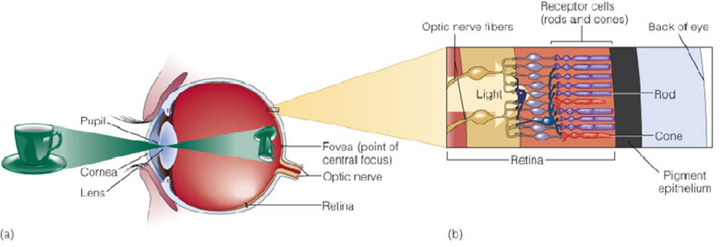 Image:02the eye and image.png