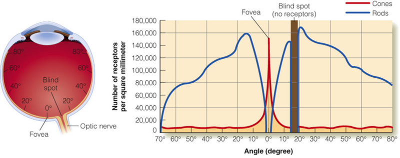 Image:02Distribution of receptors.png