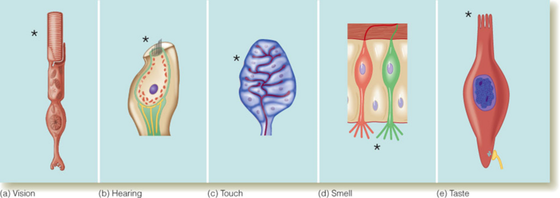 Image:02neurons active.png