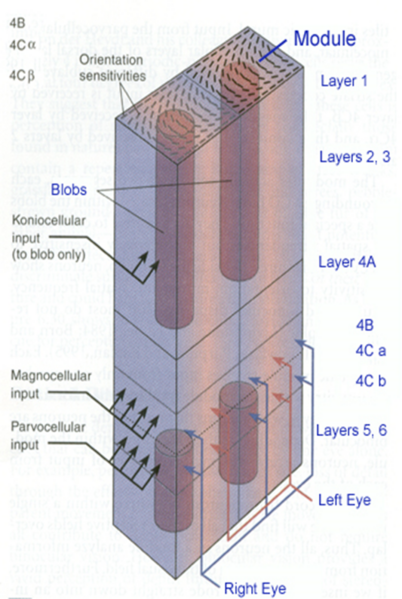 Image:04blobs cell.png