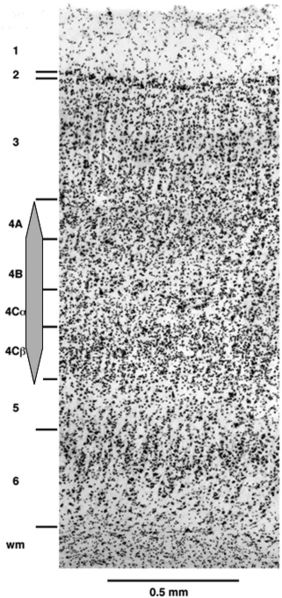 Image:03Structure of visual cortex.png